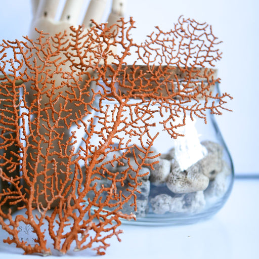 Coral Collection
